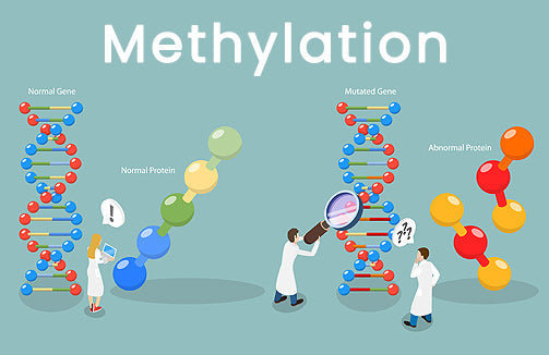 LowTE Florida Methyl Factors+