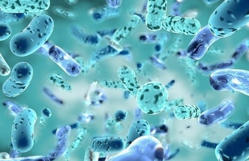 Probiotic Studies