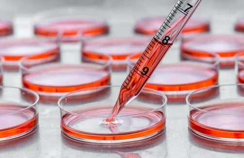 In Vitro & In Vivo Studies